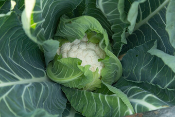 baby cauliflower growing in a farm in winter - 638182787