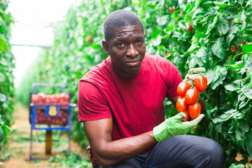 Portrait of smiling african american grower harvesting red plum tomatoes in greenhouse