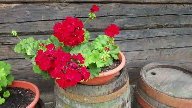 Red zonal geraniums in design. Pelargonium peltatum is species of pelargonium known by common names Pelargonium grandiflorum. Cranesbill or crane's-bill. Green leaves.  Floriculture and horticulture.