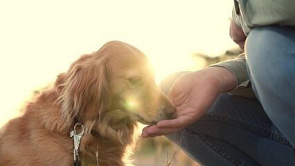 Owner holds paw and feeds red spaniel dog in park man owner teaches dog trick