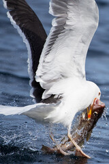 A great black-backed gull trying to take-off from sea water with fresh cod catch in the Arctic Ocean in Northern Norway.