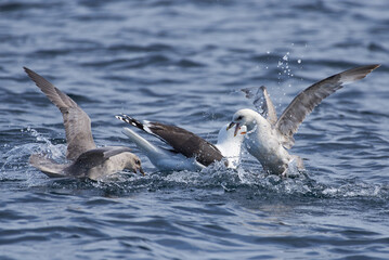 A great black-backed gull and fulmars fighting for food in the Arctic Ocean in Northern Norway.