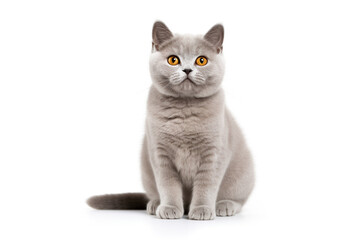 a British Shorthair cat in front of a white background. Generative ai.