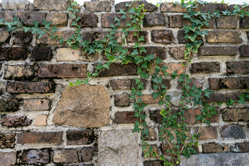 蔦が這う煉瓦の壁