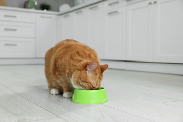 Cute ginger cat eating from feeding bowl in kitchen. Space for text