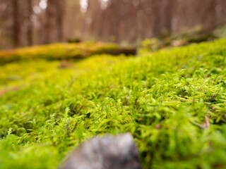 moss and fern forest in daylight shines through thick woods.