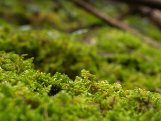 moss and fern forest in daylight shines through thick woods.