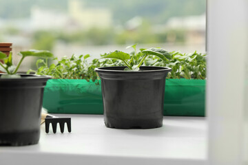 Seedlings growing in plastic containers with soil and gardening tools on windowsill