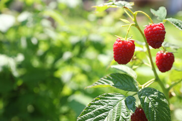 Red raspberries growing on bush outdoors, closeup. Space for text