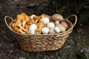 Wicker basket with different fresh mushrooms in forest