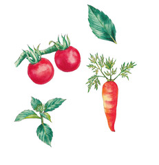 set of hand-painted watercolor illustrations of cherry tomatoes, carrot and mint leaves, isolated on transparent background