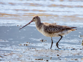 Bar-tailed Godwit in Queensland Australia