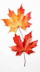 Fototapeta premium Photo of two autumn maple leaves isolated over white background