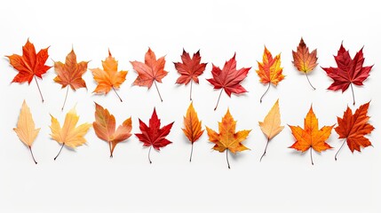 Fall Leaves Isolated On White Background Collection