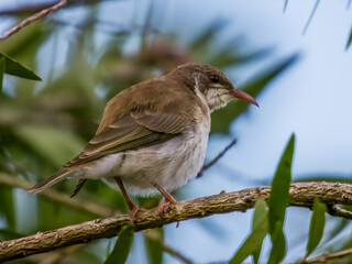 Brown-backed Honeyeater in Queensland Australia