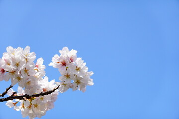 枝の桜と春の空