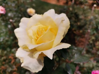 yellow and white rose