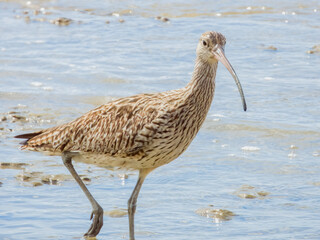 Eastern Curlew in Queensland Australia