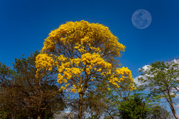 Fototapeta premium Natural Blooming Golden Trumpet Tree (in Portuguese: Ipe Amarelo; scientific name: Tabebuia chrysotricha or Handroantus chrysotrichus). Moon Light