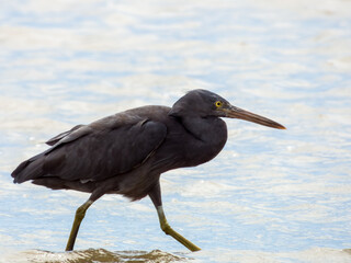 Eastern Reef Egret in Queensland Australia