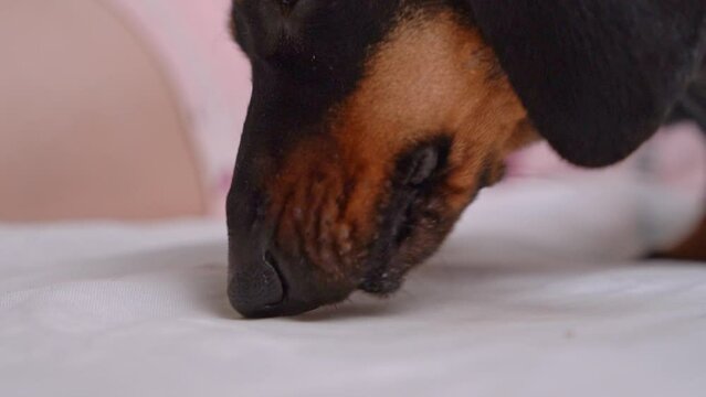 Close-up dog dachshund licks furniture out of boredom, carefully sticking out his tongue. Psychological deviations of puppy, anxiety, stress Veterinary check of pet Harmless signal disease symptoms