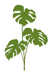 Leaf illustration of a monstera plant. It has holes in the leaves and is often seen in tropical regions. It can be seen in many interior potted plants.