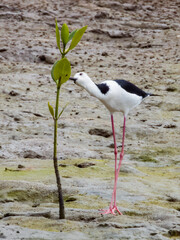 Pied Stilt in Queensland Australia