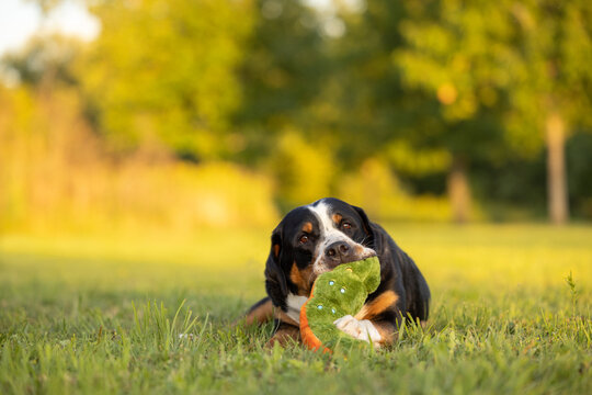 A greater Swiss Mountain Dog playing with a squeaky toy