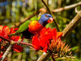 Rainbow Lorikeet in Queensland Australia