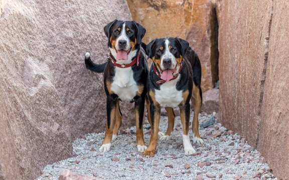 Two Greater Swiss Mountain Dogs looking at the camera in rocky setting