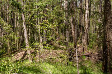 Ancient earth mound overgrown with trees in the forest, Kaluga region, Russia