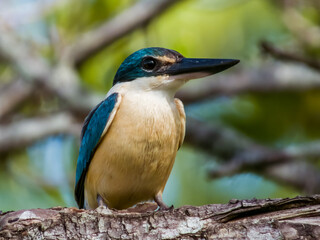 Sacred Kingfisher in Queensland Australia