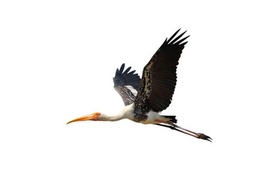 Painted stork jumping isolated on transparent background png file