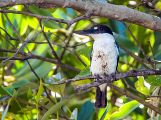 Torresian Kingfisher in Queensland Australia