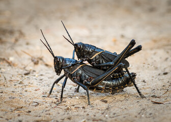  Eastern Lubber Grasshoppers Mating