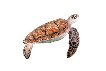 Isolated sea turtle, transparent background