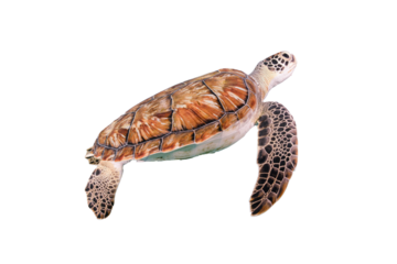 Isolated sea turtle, transparent background
