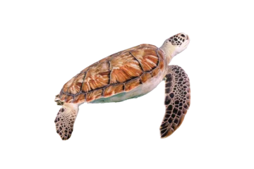 Fotobehang Isolated sea turtle, transparent background © puntel