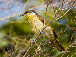 Varied Honeyeater in Queensland Australia