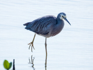 White-faced Heron in Queensland Australia