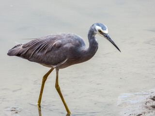White-faced Heron in Queensland Australia