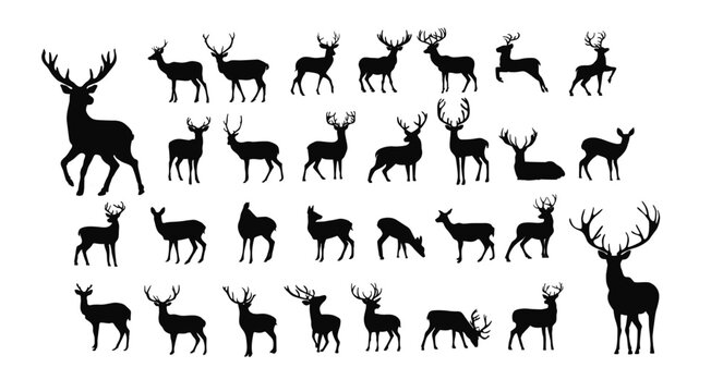 Deer silhouette, wild deers – male, female and roe deer