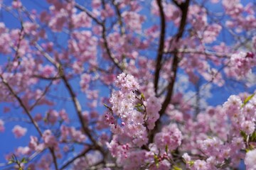 青空バックに見上げる満開のピンクの枝垂れ桜
