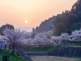 朝焼けに染まる満開の桜並木の情景