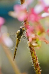 dragonfly on a branch