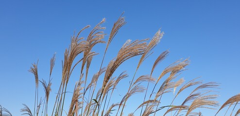 Miscanthus sinensis or Maiden silvergrass or  Susuki illuminated, South Korea - 가을을 담은 풍경, 남양주 푸른 하늘 억새풀, 가을, 한국