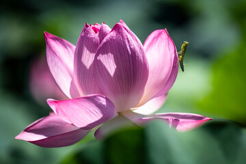 蓮の花で獲物を待つカマキリ