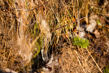 Water flowing down the slope during the thawing of the earth in spring