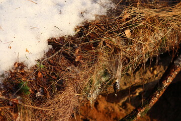 Melting snow in the forest during the spring thaw close up