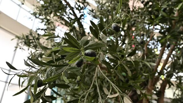 Artificial Realistic Olive Tree, plant with olives on it. 4K Footage